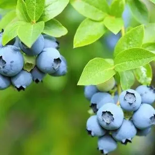 Krūmmellene "Bluecrop"