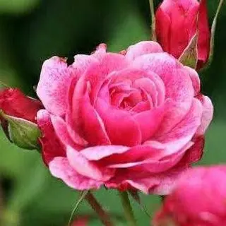 Morden Ruby