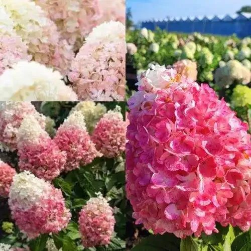Living Rasbery Pink