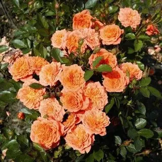 Orange Fairy