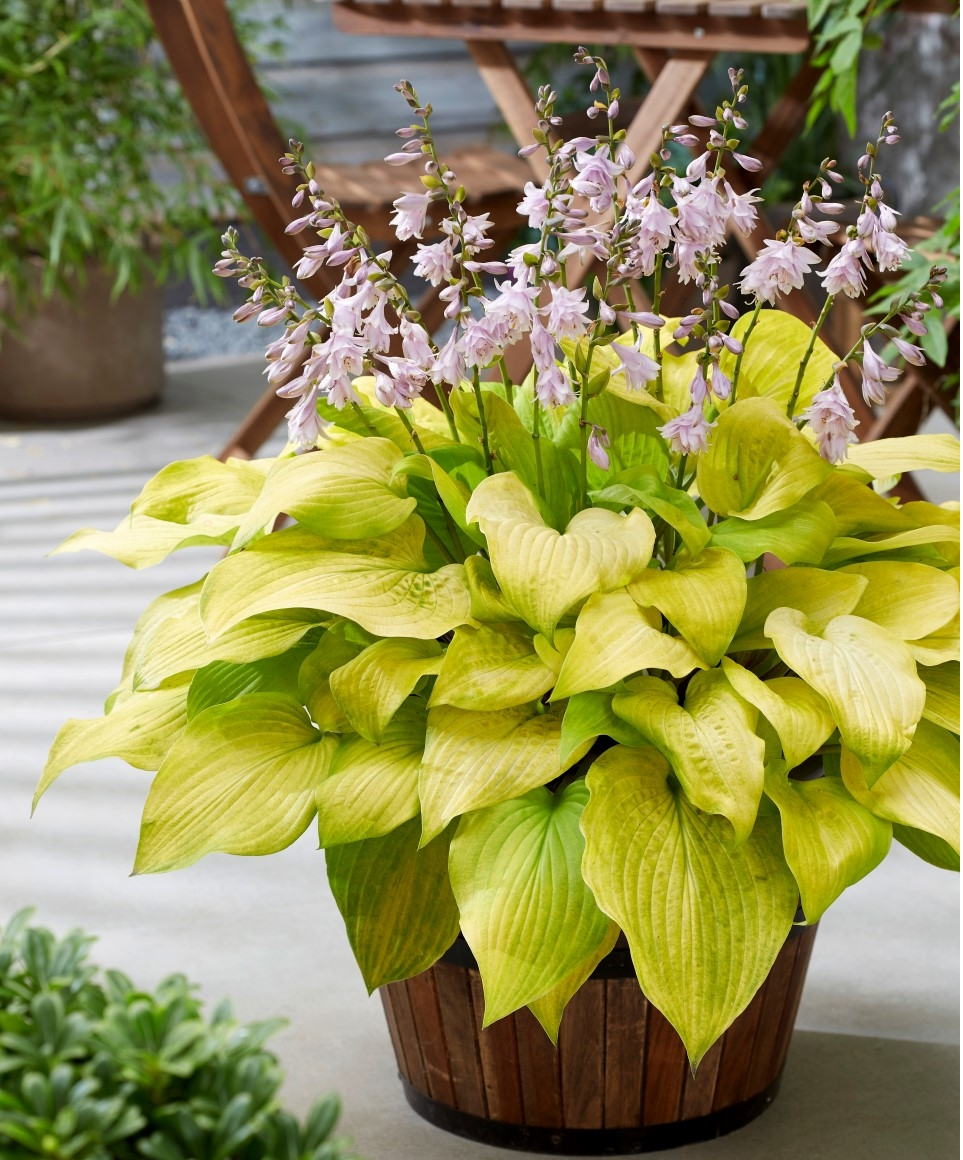 Hosta Ki Ren Jyaku