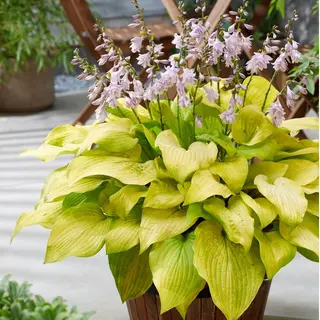 Hosta Ki Ren Jyaku