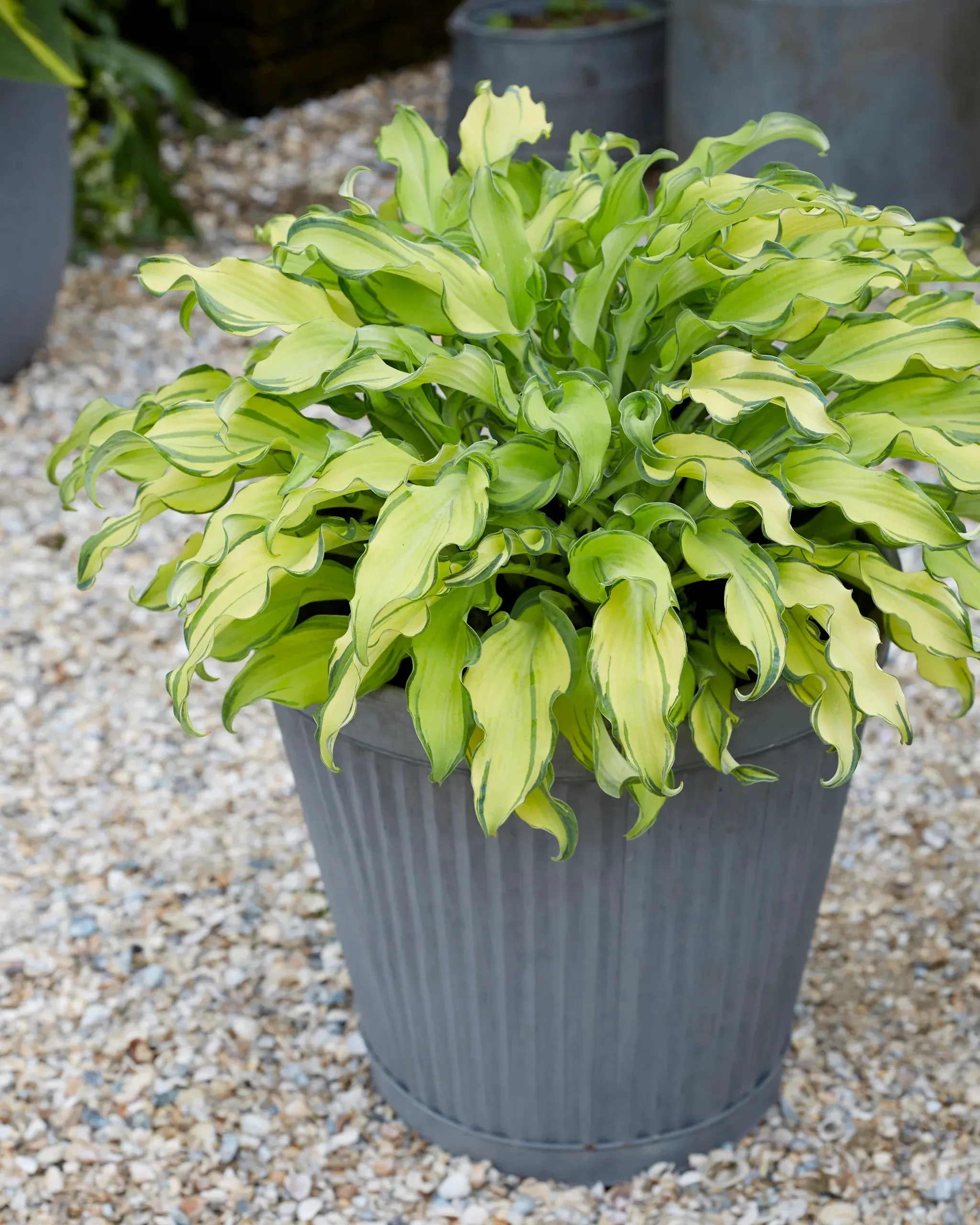 Hosta Gravity Rock