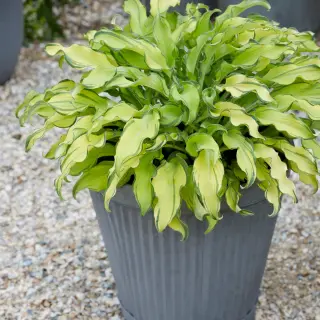 Hosta Gravity Rock