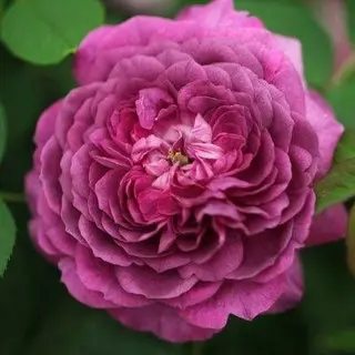 Reine des Violettes