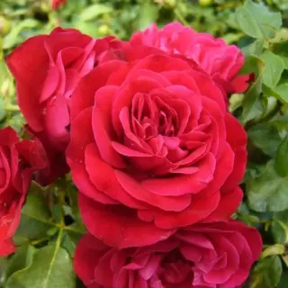 MONA LISA®, ROUGE MEILOVE®