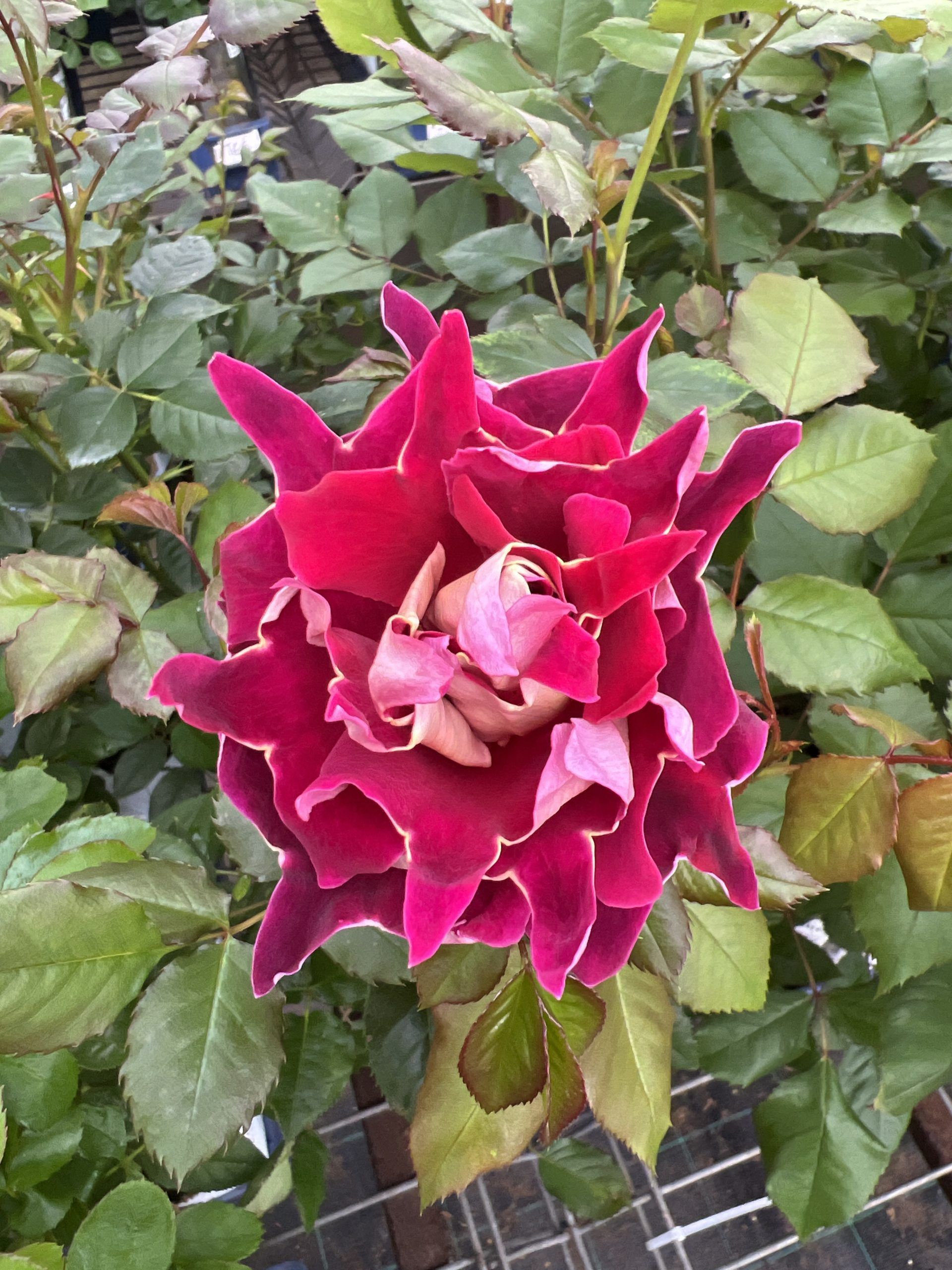 Mystique Ruffles — 3. fotogrāfija