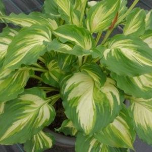 Hosta 'Lakeside Paisley Print'