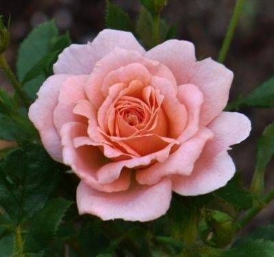 Peach Clementine