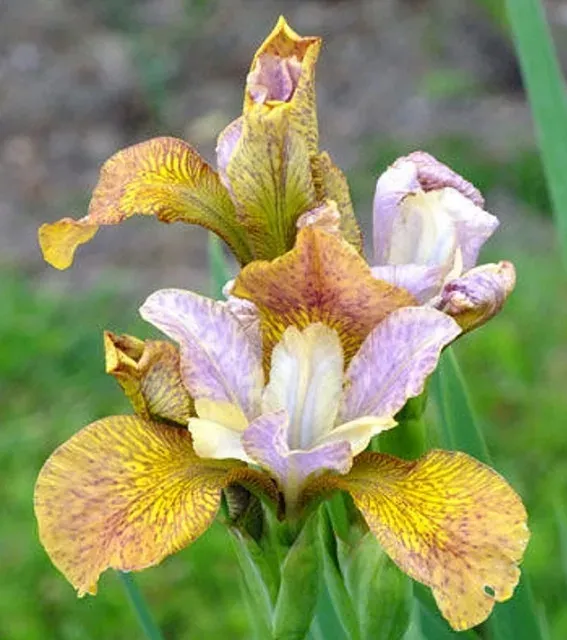 Īriss Sibīrijas ‘Peacock Ginger Twist’