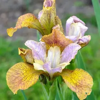 Īriss Sibīrijas ‘Peacock Ginger Twist’