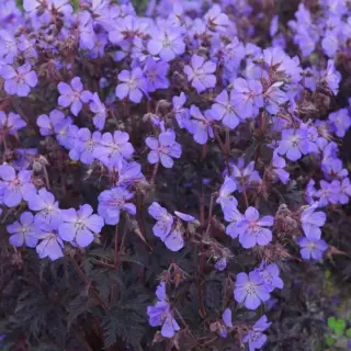 Gandrene ‘Dark Reiter’