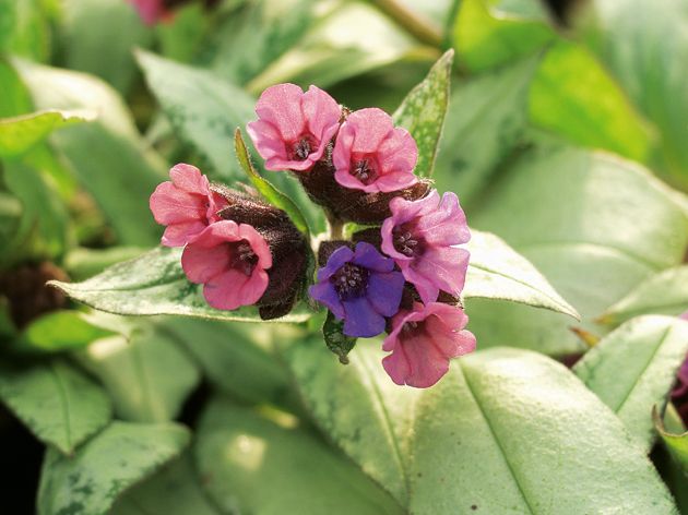 Lakacis - Pulmonaria 'Silver Bouquet' — 2. fotogrāfija