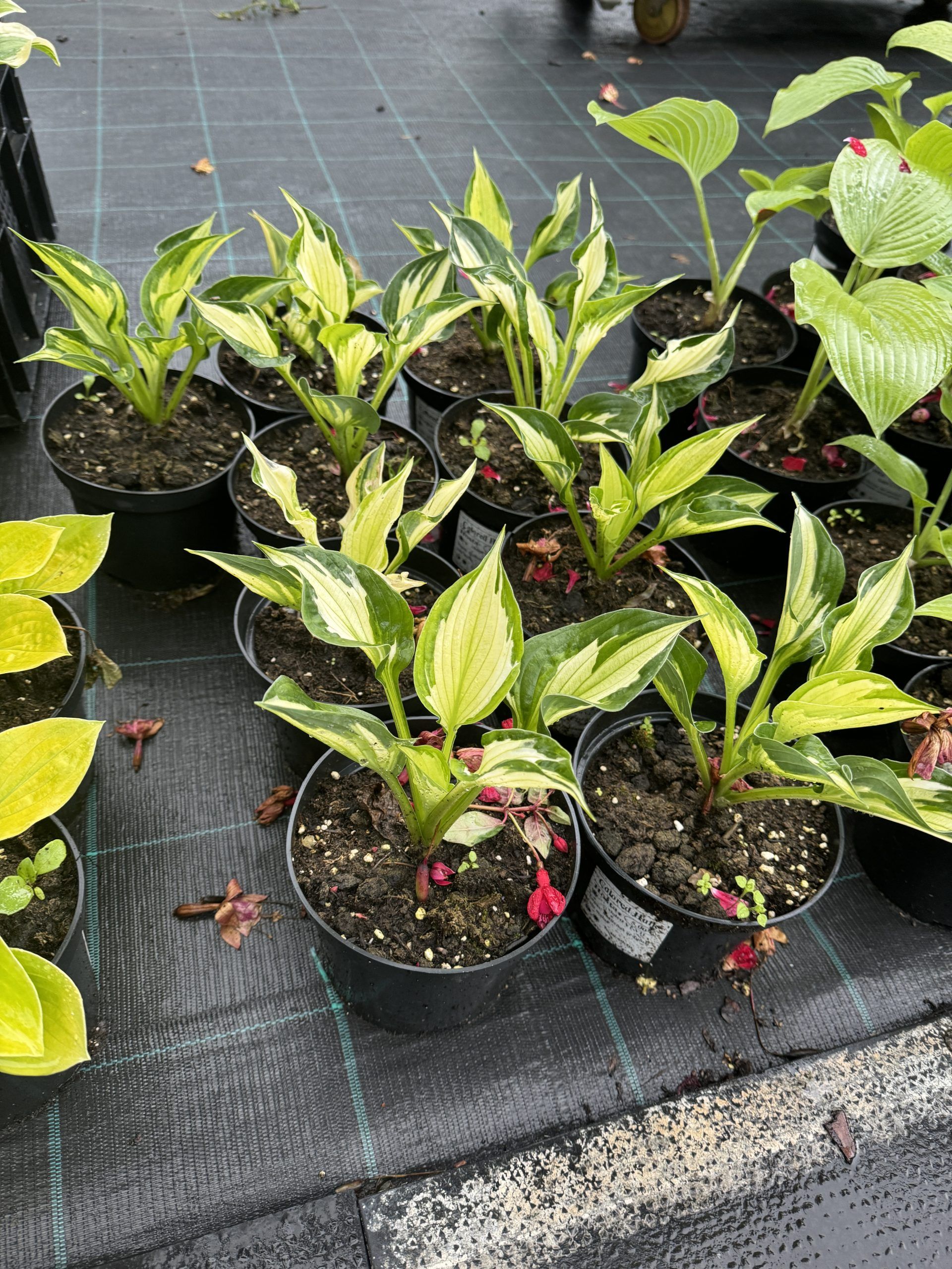 Hosta Colored Hulk — 3. fotogrāfija
