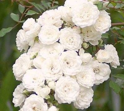 White Fairy