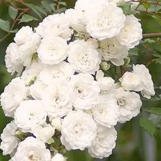 White Fairy