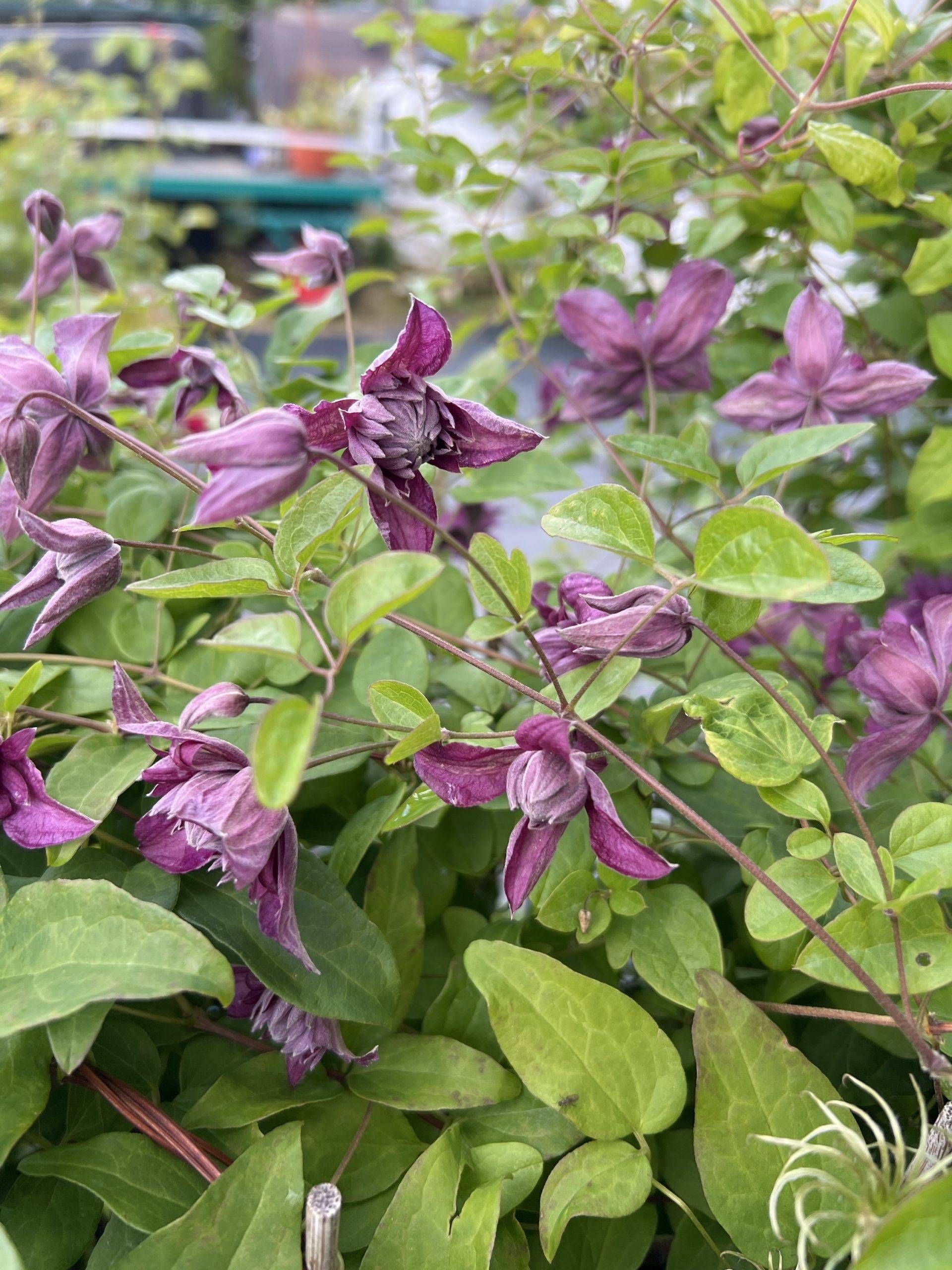 Purpurea Plena Elegans — 2. fotogrāfija