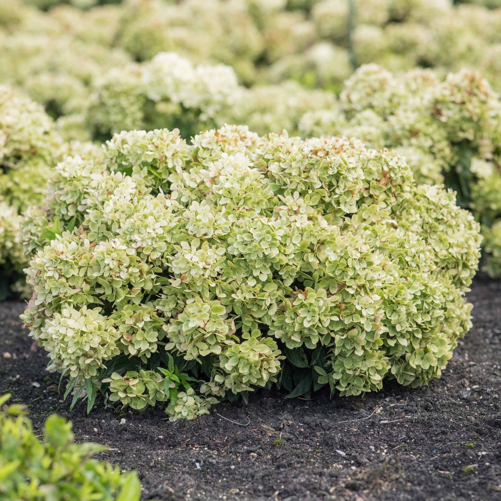 Gardenlight Littlelight Hydrangea paniculata