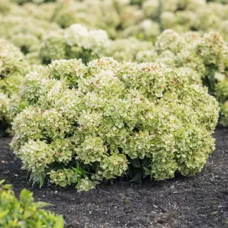 Gardenlight Littlelight Hydrangea paniculata