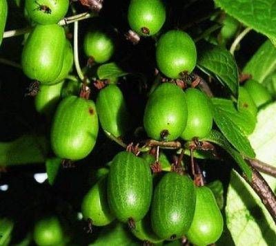 Mandžūrijas aktinīdija "Sentjabrskaja" (sievišķais)(C1, 1l)