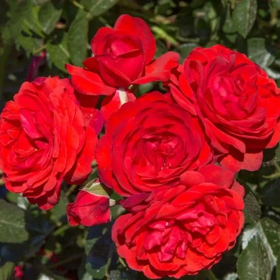 SCARLET BONICA®