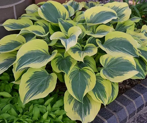 Hosta 'Liberty'