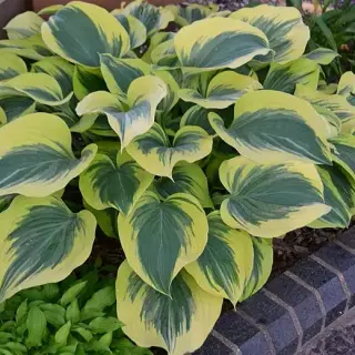 Hosta 'Liberty'