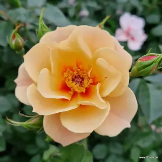 See You in apricot