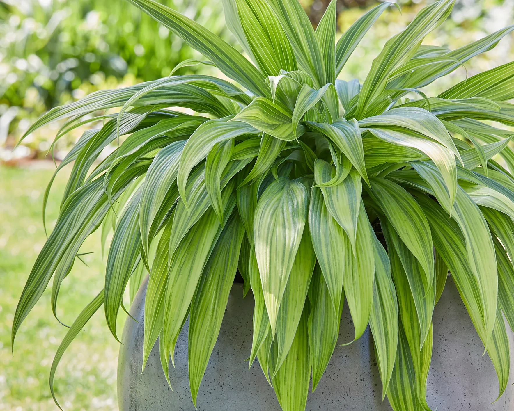 Hosta Hyuga Urajiro
