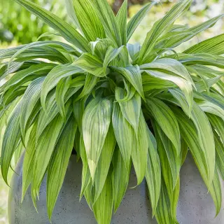Hosta Hyuga Urajiro