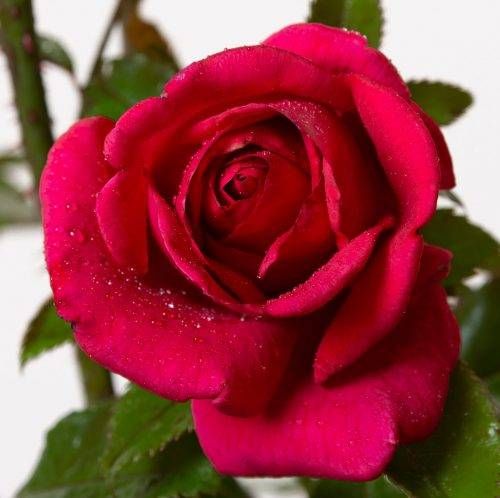 Rote Flame