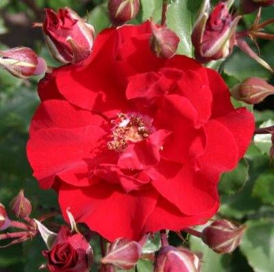 Roter Korsar