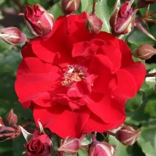 Roter Korsar