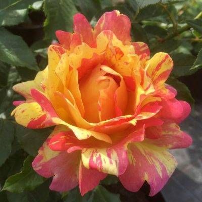 Rose des Cisterciens