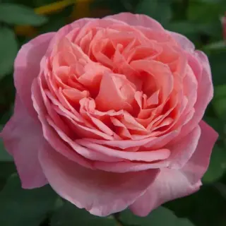 MADEMOISELLE MEILLAND®