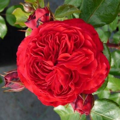Red Leonardo da Vinci