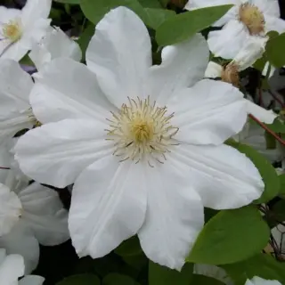 Sweet Morning