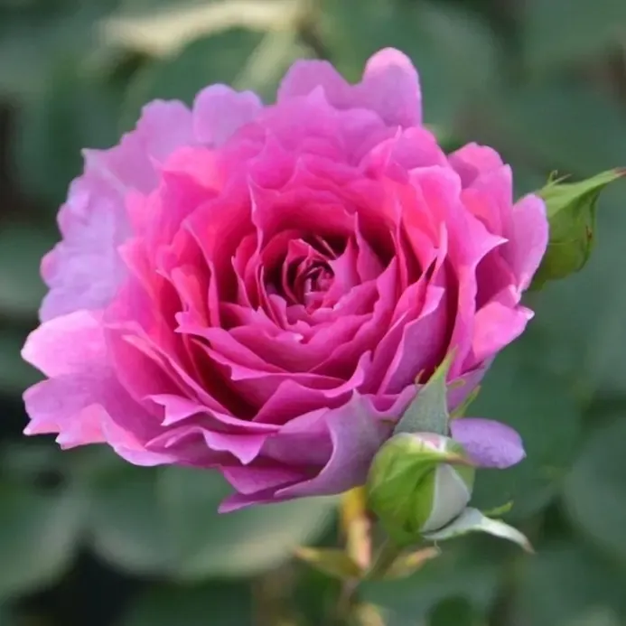 Princesse d'Orient (Sheherazade)