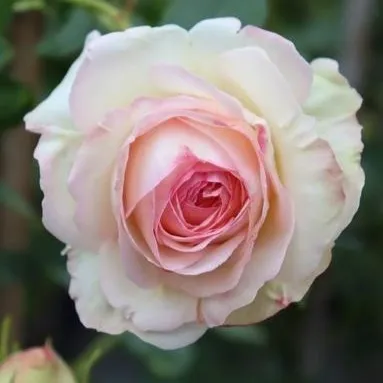 PALAIS ROYAL®/ White EDEN ROSE®