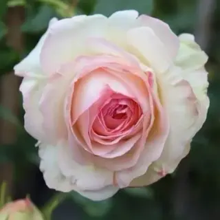 PALAIS ROYAL®/ White EDEN ROSE®