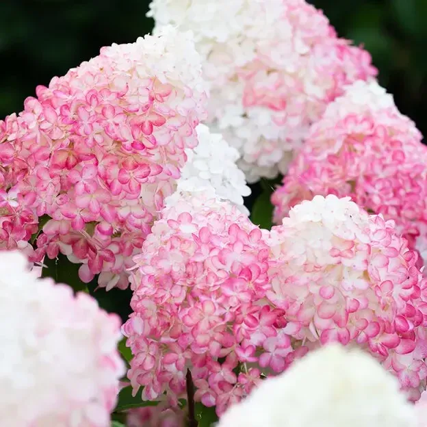 Living Pink Rose