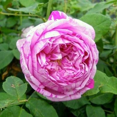 Honorine de Brabant