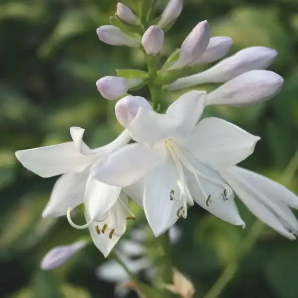 Hosta 'Cathedral Windows' — 2. fotogrāfija