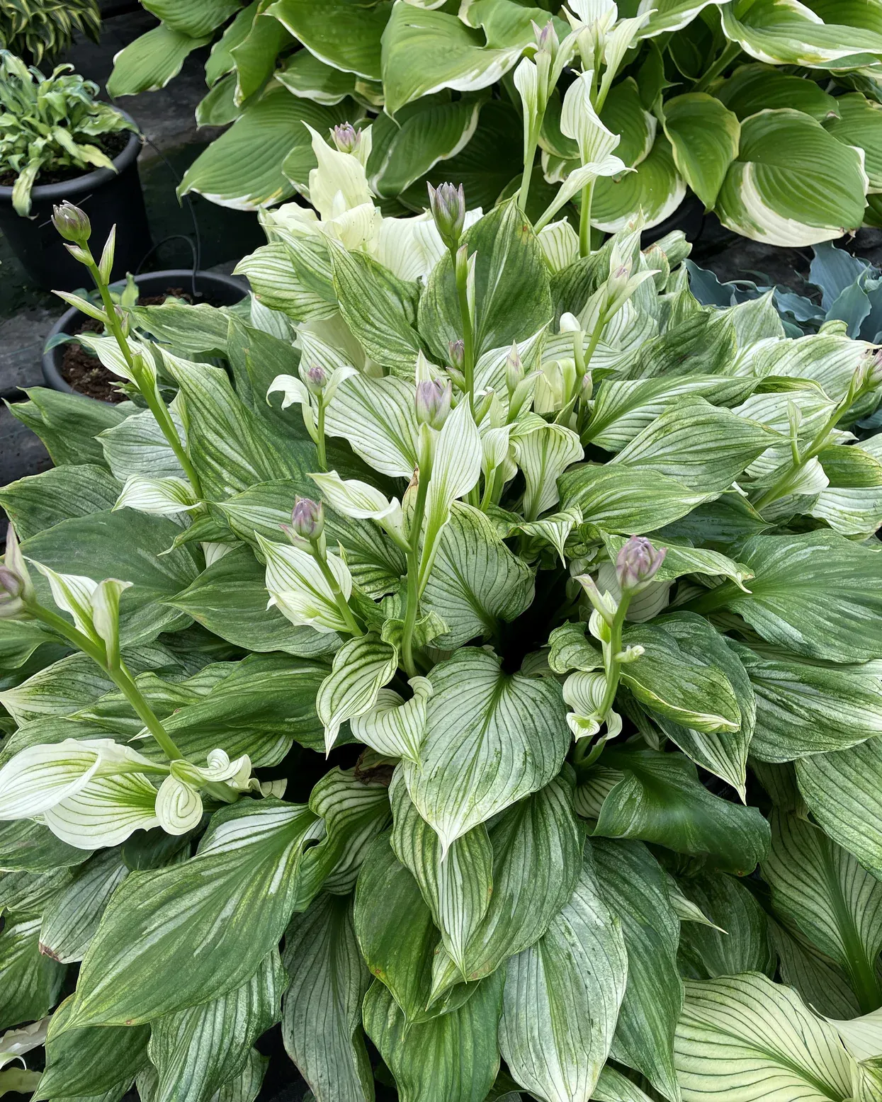 Hosta 'Zebra Stripe'