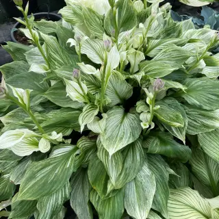 Hosta 'Zebra Stripe'