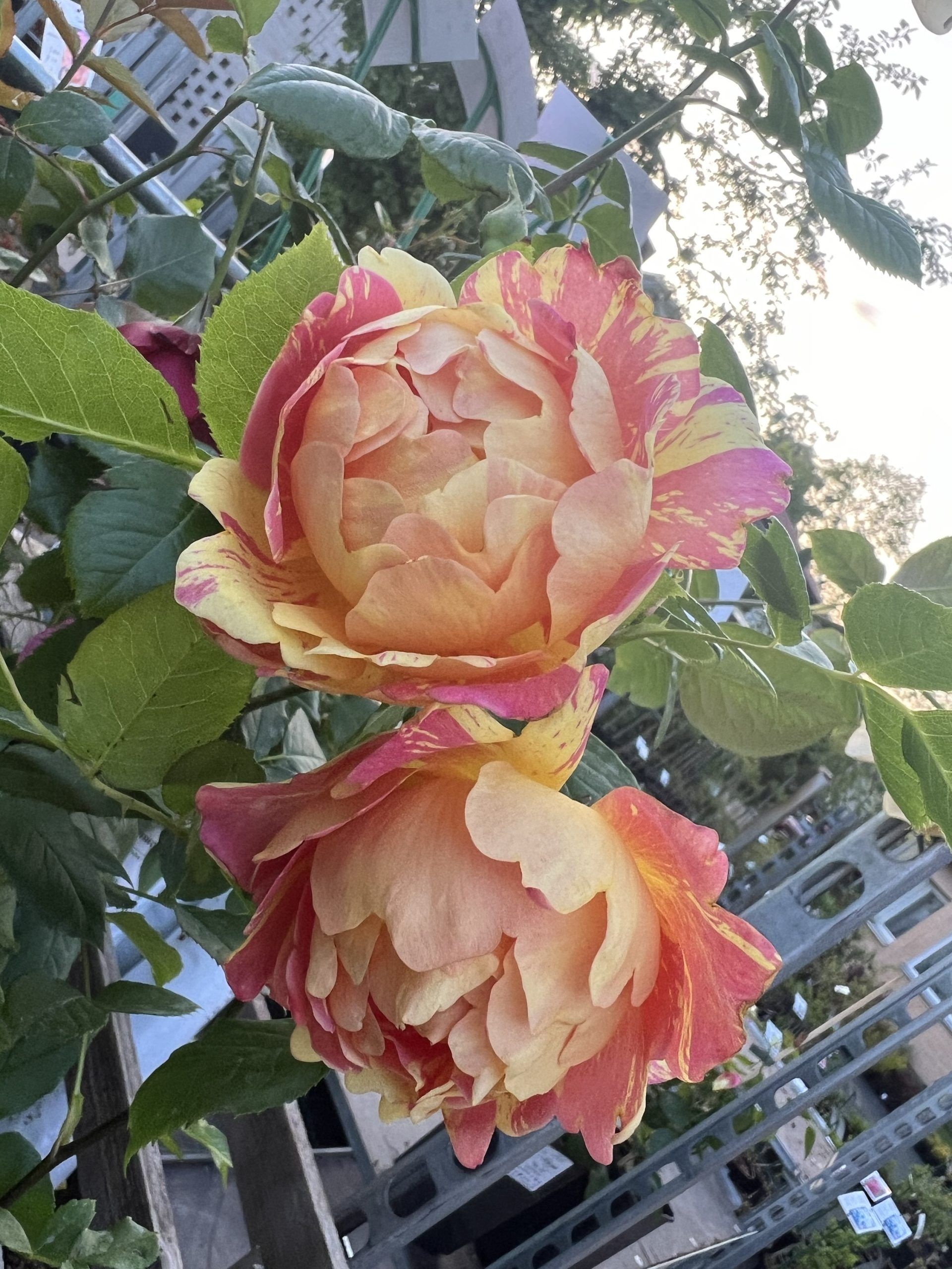 Rose des Cisterciens — 2. fotogrāfija