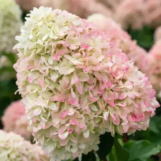 Living Summer Love (Candy Love)
