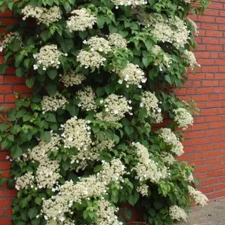 Vīteņhortenzija, 60/80cm