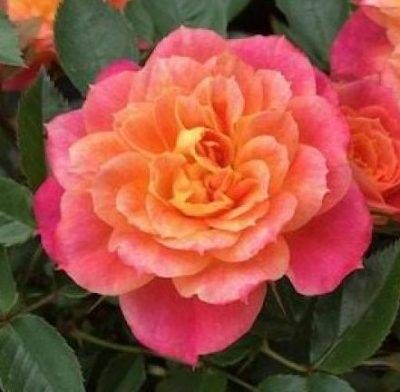 Mandarin