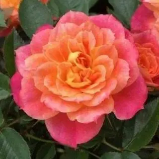 Mandarin